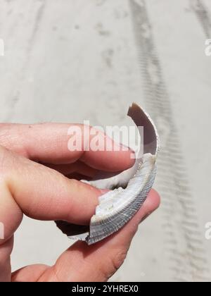 Channeled Whelk (Busycotypus canaliculatus) Stockfoto