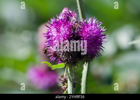 Große Sumpfdistel (Carduus personata) Stockfoto