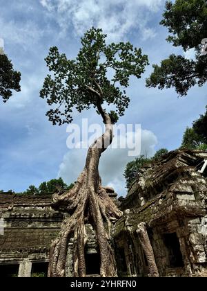 Die Natur nimmt ihren eigenen Platz zurück, Bäume in den alten Tempelruinen von Angkor, Siem Reap, Kambodscha Stockfoto