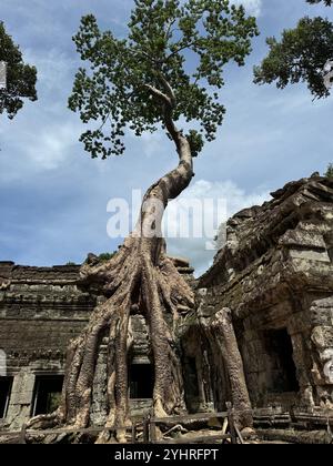 Die Natur nimmt ihren eigenen Platz zurück, Bäume in den alten Tempelruinen von Angkor, Siem Reap, Kambodscha Stockfoto