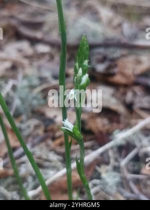 Slender Damentressen (Spiranthes lacera) Stockfoto