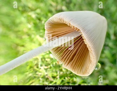 Weiße Dunstkappe (Conocybe apala albipes) Stockfoto