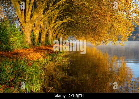 Herbstfarben an der Platanen Allee, Hardenberg Ufer, Seeweg am Baldeney See, bei Haus Scheppen, in Essen, NRW, Deutschland, Stockfoto