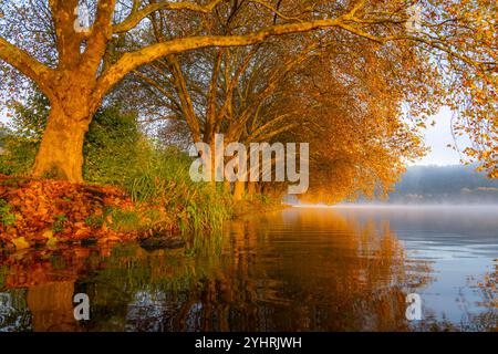 Herbstfarben an der Platanen Allee, Hardenberg Ufer, Seeweg am Baldeney See, bei Haus Scheppen, in Essen, NRW, Deutschland, Stockfoto