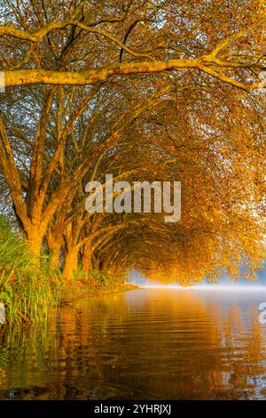 Herbstfarben an der Platanen Allee, Hardenberg Ufer, Seeweg am Baldeney See, bei Haus Scheppen, in Essen, NRW, Deutschland, Stockfoto