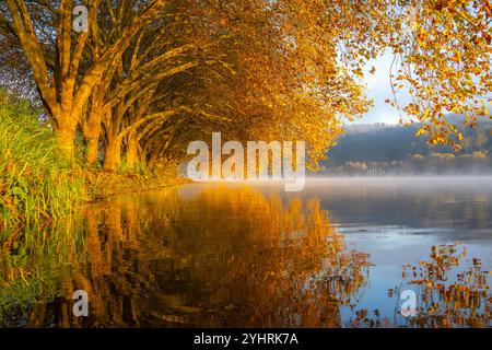 Herbstfarben an der Platanen Allee, Hardenberg Ufer, Seeweg am Baldeney See, bei Haus Scheppen, in Essen, NRW, Deutschland, Stockfoto