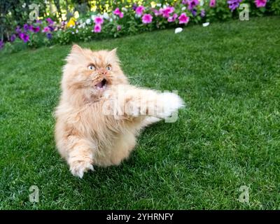 Eine flauschige orangene Katze mit ausdrucksstarkem Gesicht hebt ihre Pfote spielerisch auf einem grünen Rasen, mit Blumen im Hintergrund. Stockfoto