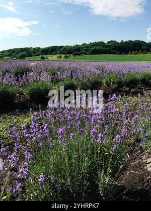 Ein leuchtendes Lavendelfeld in voller Blüte erstreckt sich unter einem klaren blauen Himmel. Der üppig grüne Wald im Hintergrund rundet diese ruhige ländliche Landschaft ab Stockfoto