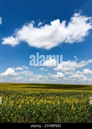 Ein pulsierendes Sonnenblumenfeld erstreckt sich bis zum Horizont unter einem klaren blauen Himmel, der von flauschigen weißen Wolken gesäumt ist, was an Ruhe und Schönheit von erinnert Stockfoto