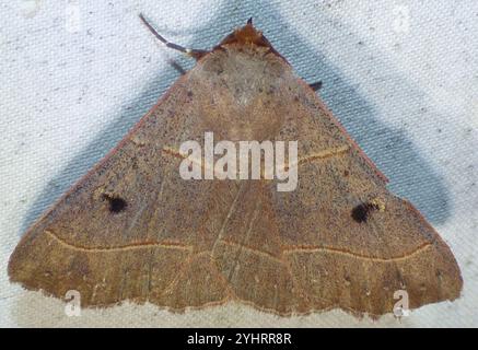 Rot gefütterte Panopoda Motte (Panopoda rufimargo) Stockfoto