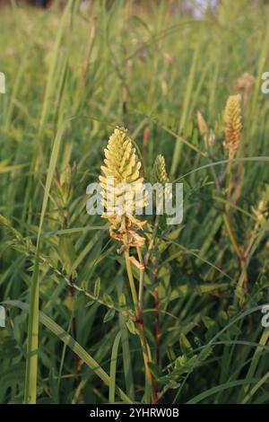 Kanadische Milchvetch (Astragalus canadensis) Stockfoto