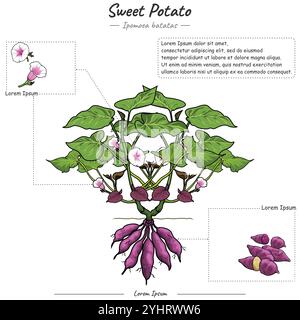 Teile der Süßkartoffelpflanze Ipomoea batatas. Stock Vektor