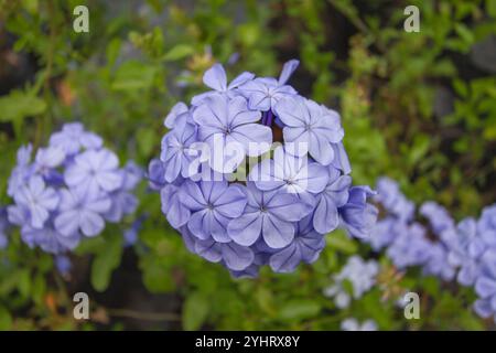 Zarte Hell-violette Blüten blühen vor einem Hintergrund von üppig grünem Laub und schaffen eine lebendige und ruhige Szene. Stockfoto