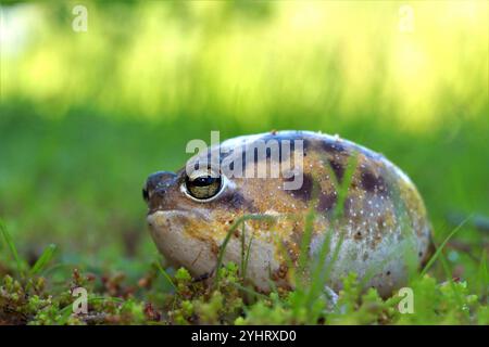 Namaqua Regenfrosch (Breviceps namaquensis) Stockfoto