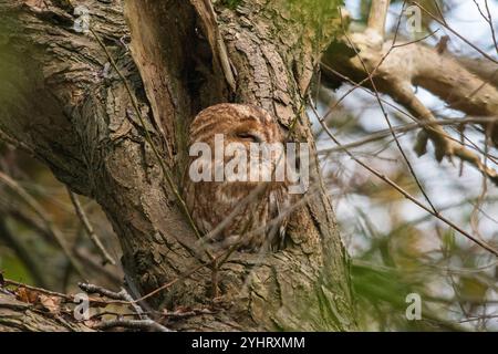 Tawny-Eule (Strix aluco) schläft oder schläft tagsüber in einem Baumloch, England, Großbritannien Stockfoto