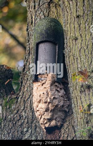 Ein Wespennest, das unter einem Fledermauskasten an einem Baumstamm hängt, England, Großbritannien. Gemeinsames Wespennest (Vespula vulgaris) Stockfoto