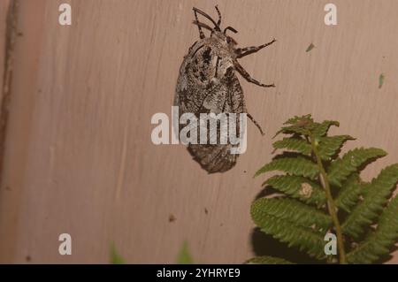 Carpenterworm Motte (Prionoxystus robiniae) Stockfoto