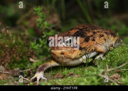 Namaqua Regenfrosch (Breviceps namaquensis) Stockfoto