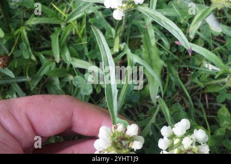 Selfheal (Prunella laciniata) Stockfoto