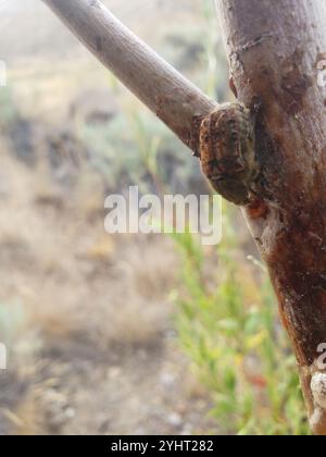 Hummeln Flower Beetle (Euphorie inda) Stockfoto