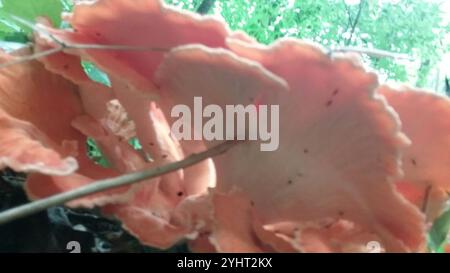 Weißporiges Hühnchen aus dem Wald (Laetiporus cincinnatus) Stockfoto