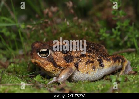 Namaqua Regenfrosch (Breviceps namaquensis) Stockfoto