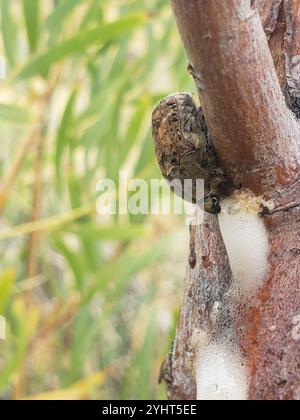 Hummeln Flower Beetle (Euphorie inda) Stockfoto