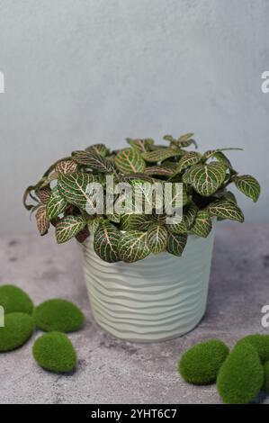 Fittonia rosa-grüne Pflanze in einem weißen Topf, Wassertropfen auf Blättern, Steine mit Moos auf Betonoberfläche, hellgrauer Hintergrund Stockfoto