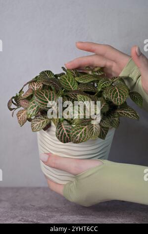 Fittonia rosa-grüne Pflanze in einem weißen welligen Topf in den Händen einer Frau, Finger berühren die Blätter, hellgrauer Betonhintergrund Stockfoto