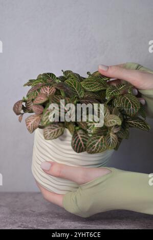 Fittonia rosa-grüne Pflanze in einem weißen welligen Topf in den Händen einer Frau, Finger berühren die Blätter, hellgrauer Betonhintergrund Stockfoto