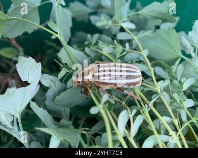 Zehnzeiliger June Beetle (Polyphylla decemlineata) Stockfoto