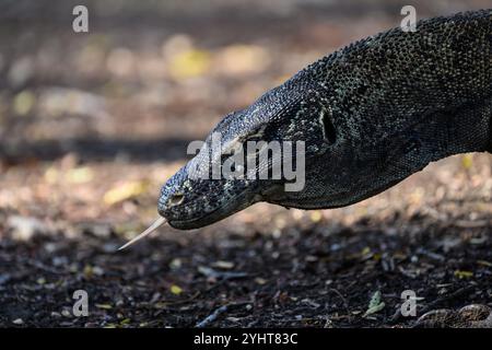 Komodo Dragon oder Monitor Lizard Head mit Zunge ragend auf Rinca Island im Komodo National Park, Flores Stockfoto