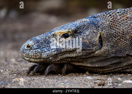 Komodo Dragon oder Monitor Lizard Head Nahaufnahme auf Rinca Island im Komodo Nationalpark, Flores Stockfoto