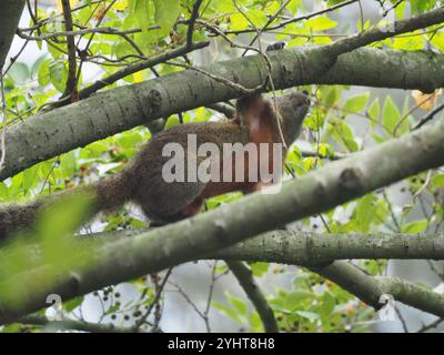 Taiwan Eichhörnchen (Callosciurus erythraeus thaiwanensis) Stockfoto