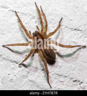 Rustikale Wolfsspinne (Trochosa ruricola) Stockfoto