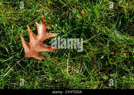 Ein einzelnes braunes Eichenblatt liegt auf einem Bett aus üppigem grünem Gras, das von der warmen Herbstsonne beleuchtet wird und den jahreszeitlichen Übergang in einem natürlichen Settin veranschaulicht Stockfoto