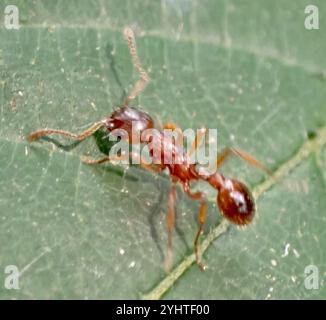 Europäische Feuerameise (Myrmica rubra) Stockfoto