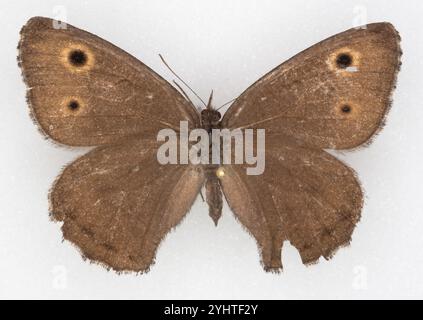 Kleine Holz-Nymphe (Cercyonis oetus) Stockfoto