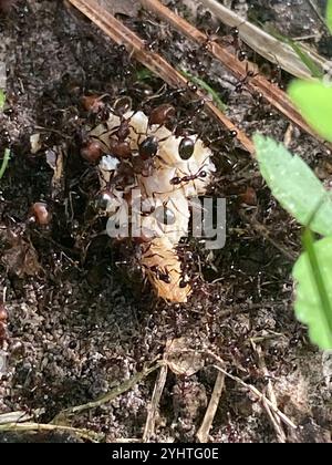 Großer importierter Großkopf-Ant (Pheidole obscurithorax) Stockfoto