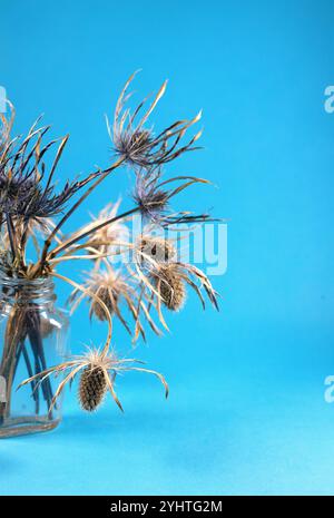 Trockene Nutten-Eryngo-Blüten in einer Glasflasche. Stockfoto