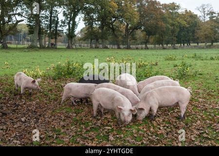 Freilandschweine, die etwa drei Monate alt sind, auf einem Bauernhof im New Forest während der Pfannagesaison, meist im Herbst. Sie dürfen die Eicheln, die für Pferde giftig sind, staunen und essen. Hampshire England 2024 2020er Jahre UK HOMER SYKES. Stockfoto