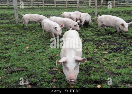 Freilandschweine, die etwa drei Monate alt sind, auf einem Bauernhof im New Forest während der Pfannagesaison, meist im Herbst. Sie dürfen die Eicheln, die für Pferde giftig sind, staunen und essen. Hampshire England 2024 2020er Jahre UK HOMER SYKES. Stockfoto