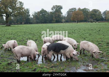 Etwa drei Monate alte Freilandschweine auf einem Bauernhof im New Forest während der Pfannage-Saison, meist im Herbst. Sie dürfen die Eicheln, die für Pferde giftig sind, staunen und essen. Hampshire England 2024 2020er Jahre UK HOMER SYKES. Stockfoto