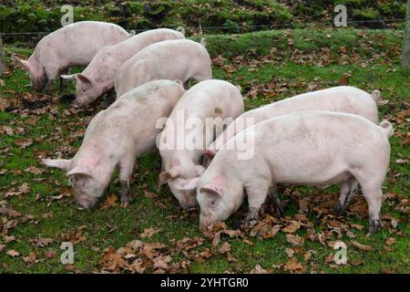 Etwa drei Monate alte Freilandschweine auf einem Bauernhof im New Forest während der Pfannage-Saison, meist im Herbst. Sie dürfen die Eicheln, die für Pferde giftig sind, staunen und essen. Hampshire England 2024 2020er Jahre UK HOMER SYKES. Stockfoto