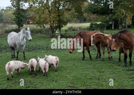 Freilandschweine, die etwa drei Monate alt sind, und New Forest Ponys auf einer Farm im New Forest, Hampshire England 2024 2020er Jahre, Großbritannien HOMER SYKES. Stockfoto