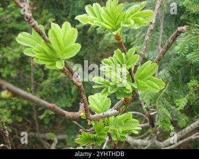 Sitka-Gebirgsasche (Sorbus sitchensis) Stockfoto