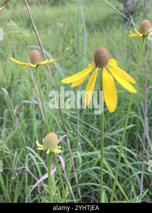 Graukopf-Coneflower (Ratibida pinnata) Stockfoto