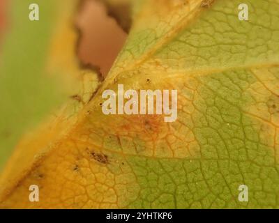 Wacholder-Weißdorn-Rost (Gymnosporangium globosum) Stockfoto