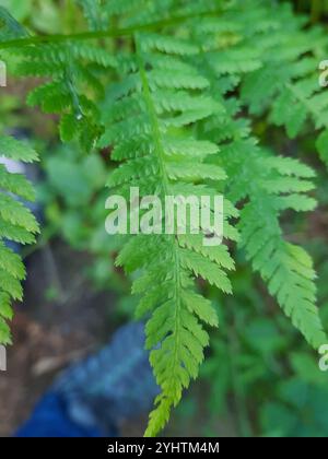 Spinulose-Holzfarn (Dryopteris carthusiana) Stockfoto