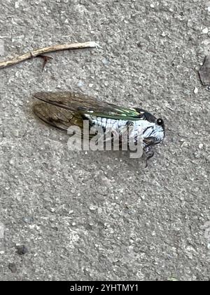 Lyrik Cicada (Neotibicen lyricen) Stockfoto